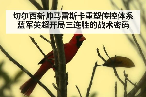 切尔西新帅马雷斯卡重塑传控体系蓝军英超开局三连胜的战术密码